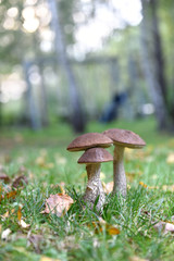 grzyby © PAWEL