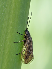 Eine Schlammfliege, Sialis lutaria, sitzt auf einem Schilfhalm