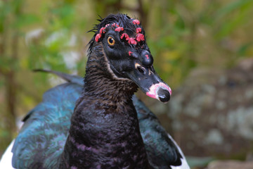 Pato na lagoa.