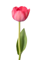 pink tulip flower