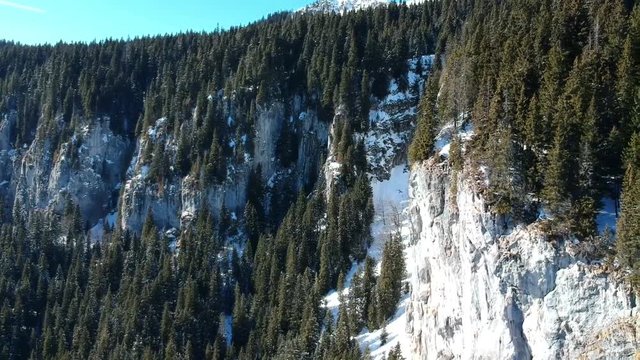 Flying alongside  spectacular tall rock limestone wall covered with fir trees , alpine landscape in Zanoaga Gorge, Bucegi Natural Park , Romania, aerial view in winter