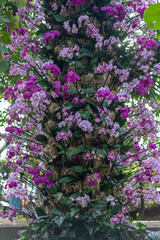Obraz premium purple flowers in the garden