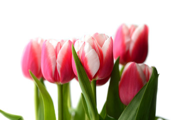 Bouquet of beautiful pink tulips on a white background close up