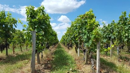 Fototapeta na wymiar Vineyards in Saint Emilion, France
