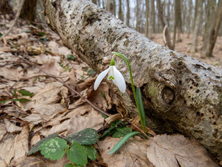 Snowdrops in forest