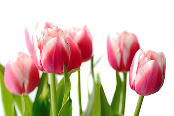 Bouquet of beautiful pink tulips on a white background close up