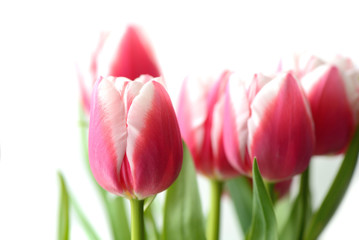 Fototapeta premium Bouquet of beautiful pink tulips on a white background close up