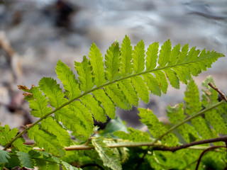 Green leaf