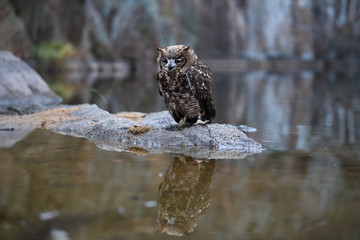 Spotted eagle-owl at lake