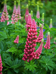 Fototapeta premium Lupins