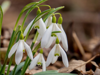 Snowdrops in forest