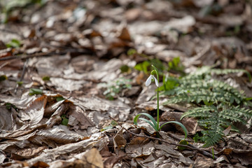 Snowdrops in forest