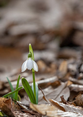 Snowdrops in forest