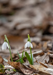Snowdrops in forest