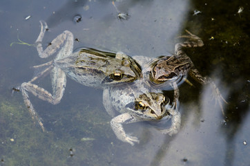 three frogs in water