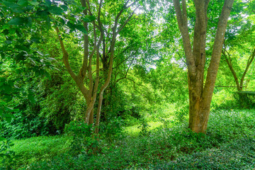 Obraz premium Green tropical forest for background