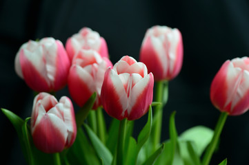 Bouquet of beautiful pink tulips on a black background close-up