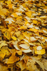 yellow leaves of poplar lies on autumn ground