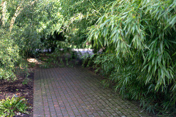 Naklejka premium path in the garden