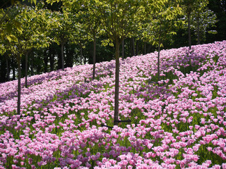 Hill of tulips, Alnwick Gardens, Northumberland