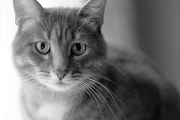 cat portrait in black and white