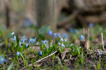 snowdrops in the forest