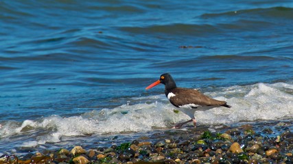 magellanic oystercatcher finding food in Chiloe Island, Chile
