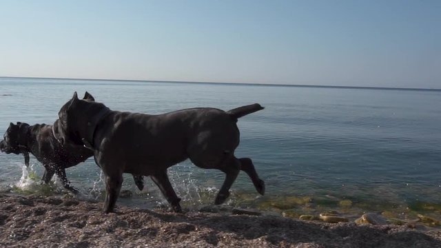 Happy dogs of the breed Cane Corso run along the seashore slow motion