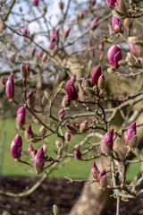 red flowers in the garden