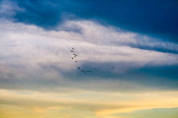 egret flying to home on white blue sky soft cloud