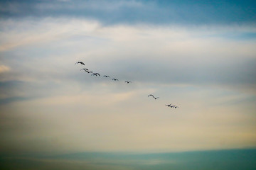 egret flying to home on white blue sky soft cloud