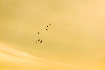 egret flying to home on white blue sky soft cloud