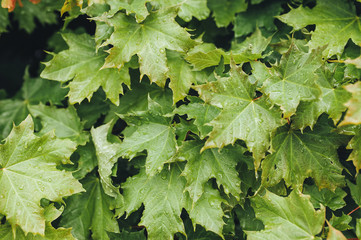 Fototapeta na wymiar Many fresh green maple leaves with spring rain drops. Nature background close up. Overcast weather..