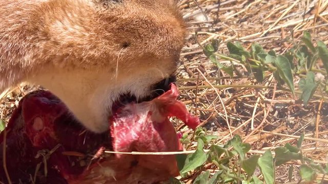 An African caracal, a lynx like carnivore desert cat eats raw meat.