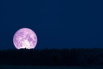 Fototapeta na wymiar super snow moon back silhouette top pine on night sky