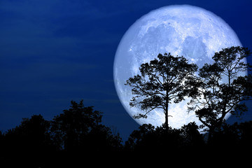 super sneeuw maan terug silhouet boom in veld op nachtelijke hemel