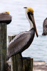 Brown Pelican on a Pier in South Padre Island, Texas