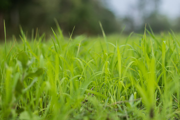 closeup of green grass