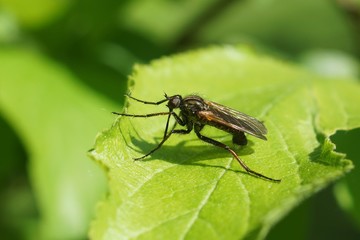 Insekt im Garten