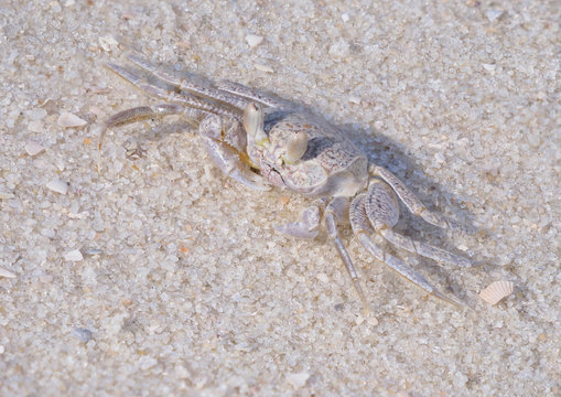 Focus Stacked Closeup Image of a Young Ghost Crab on a Beautiful White Sand Beach
