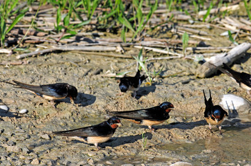 Rauchschwalben (Hirundo rustica) sammeln Schlamm für den Nestbau - Barn swallow