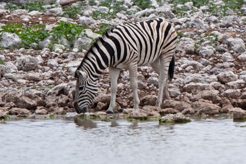 Fototapeta na wymiar Burchell’s Zebra
