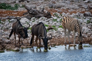 Wildebeest and Zebra