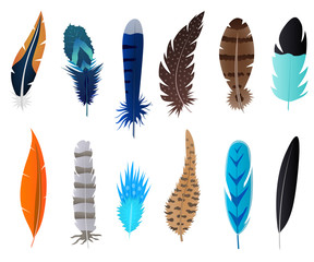 Realistic 3d Detailed Feathers Bird Set. Vector