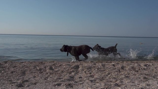 Happy dogs of the breed Cane Corso run along the seashore slow motion