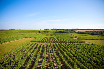 Fototapeta na wymiar Panorama sur les vigne en France