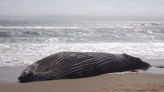 A dead humpback whale lying on an abandoned beach along the Atlantic Ocean Skeleton Coast of Namibia.