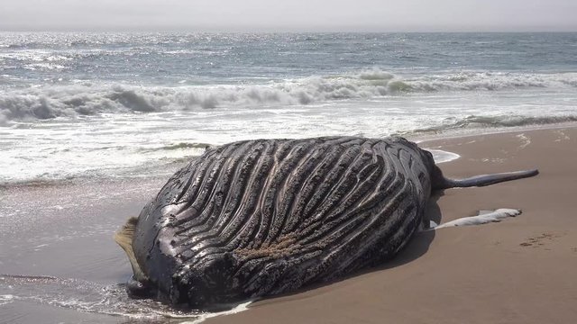 A dead humpback whale lying on an abandoned beach along the Atlantic Ocean Skeleton Coast of Namibia.