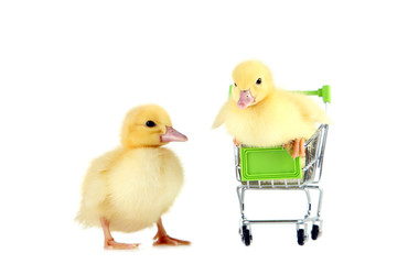 Little yellow ducklings in shopping carts on white background