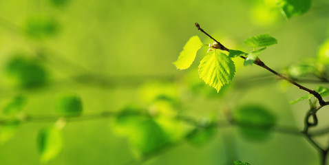 New birch leaves